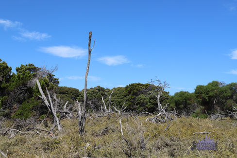 White Hill - Temporary Radar Station