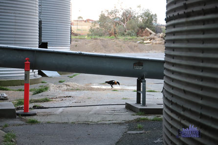 Wanneroo Ingham Chicken