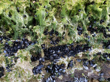 Common live blue mussels (Mytilus eduils) cling onto seaweed-covered rocky substrates