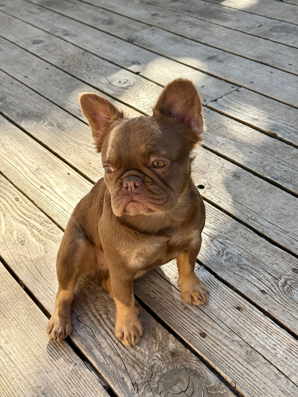 Thumbnail: "Chocolate", Fluffy Chocolate,  (F) with Full AKC Breeding Rights