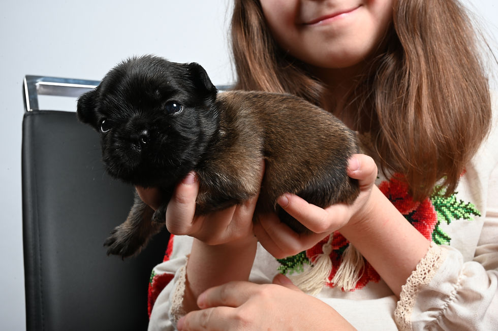 Thumbnail: "Big Bear" Boy (M), Fawn/Sable Mask, Visible Fluffy