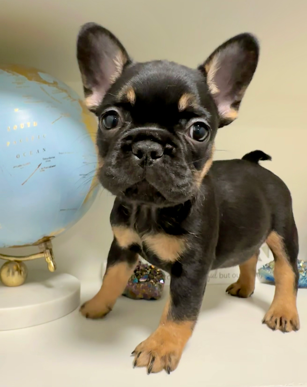 Thumbnail: "Noir" (F), Black and Tan