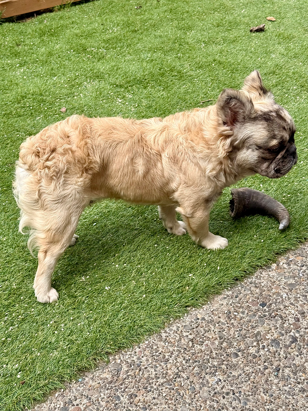 Thumbnail: Bandito, Fluffy male, Merle, AKC