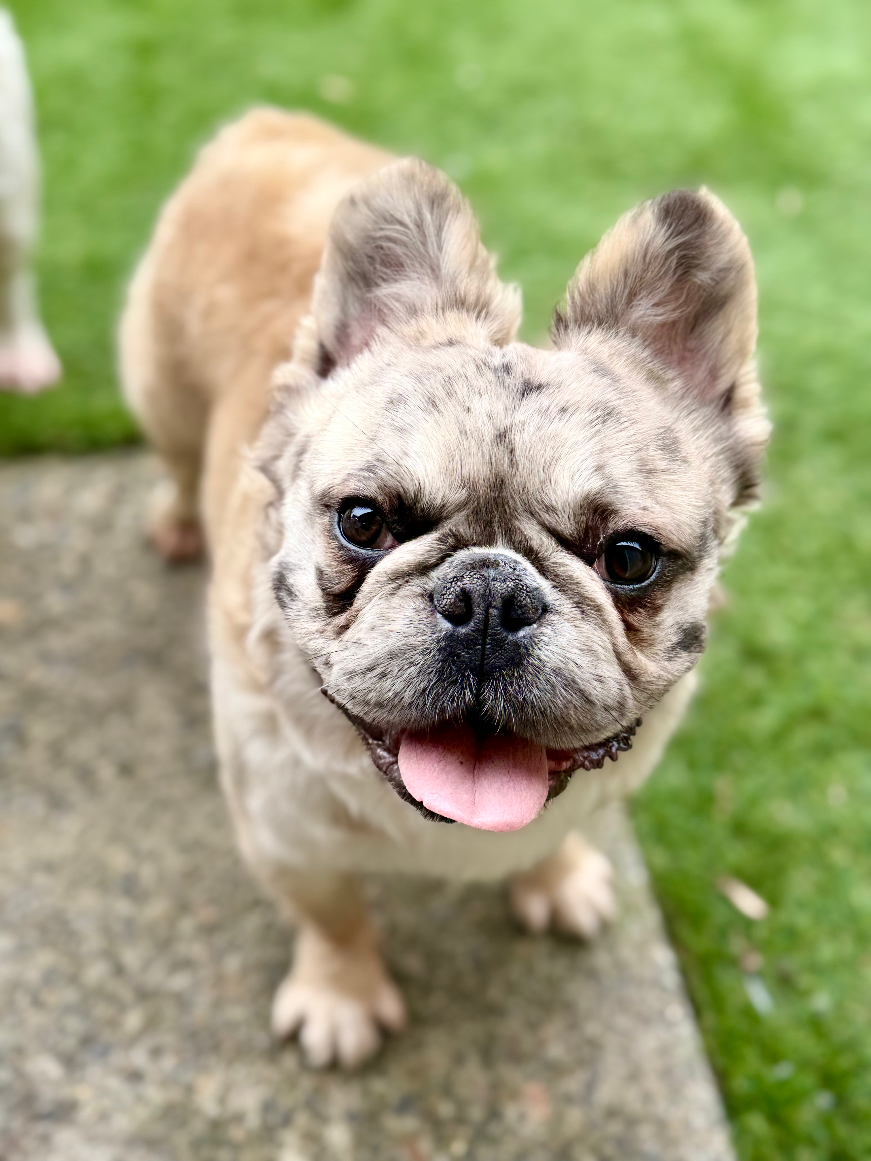 Chocolate Chip Muffin Jr (Chip), Fluffy male, Merle, AKC