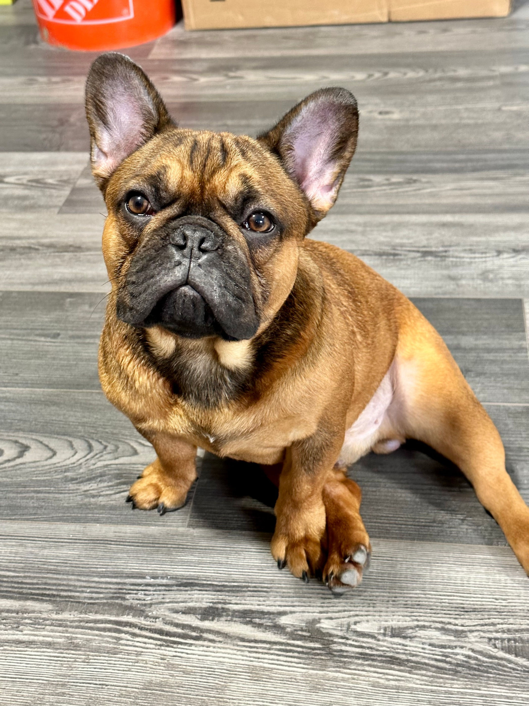 Bang (Specimen Only)