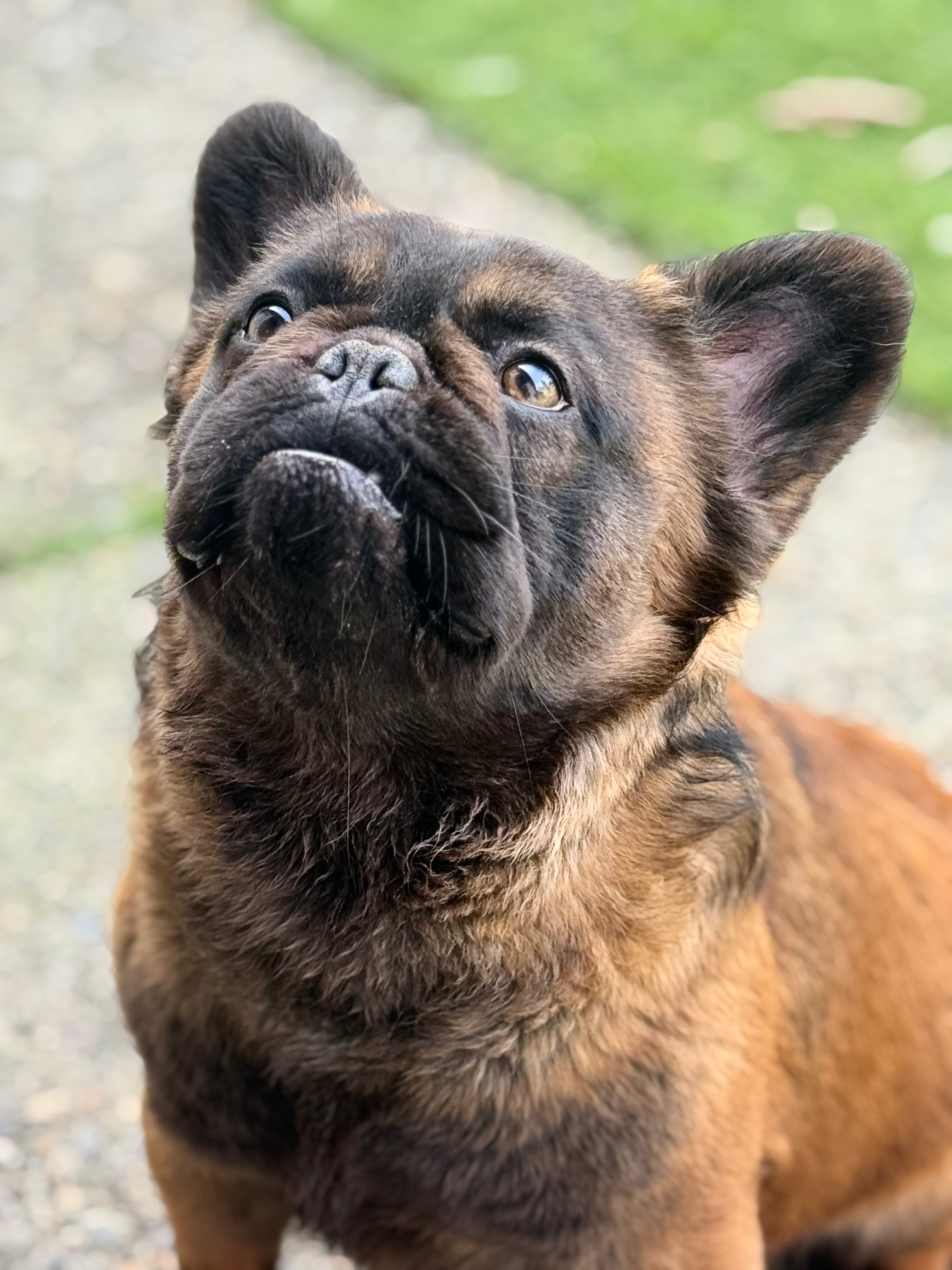 "Big Bear" Boy (M), Fawn/Sable Mask, Visible Fluffy
