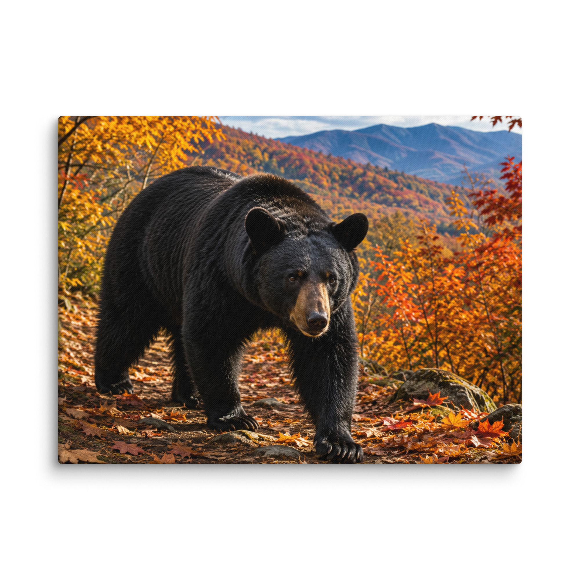 Hank the Bear Fall Smoky Mountains Canvas Print | Black Bear Wall Art