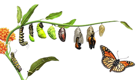 Ciclos da Vida
