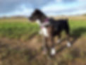 Elsie 10.jpg