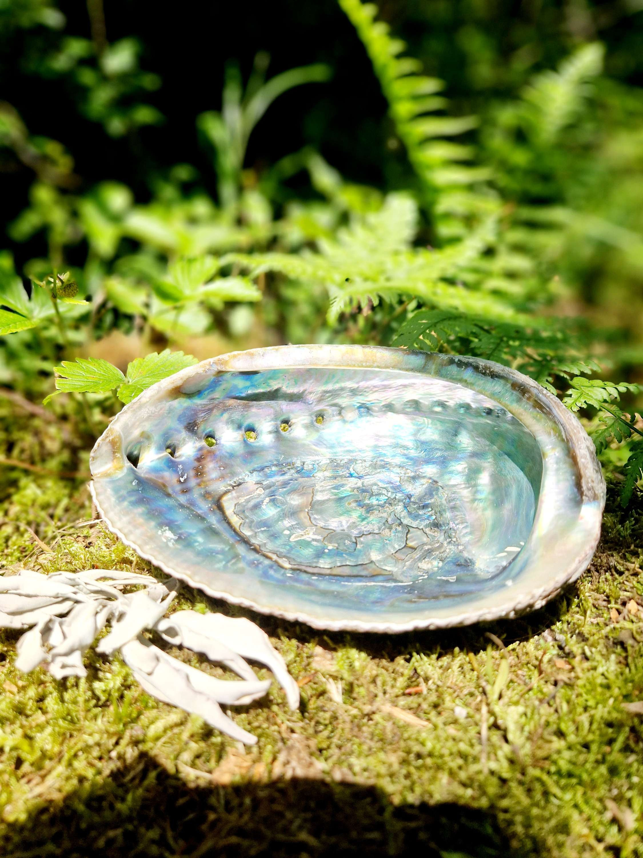 Räuchermuschel grüne Abalone