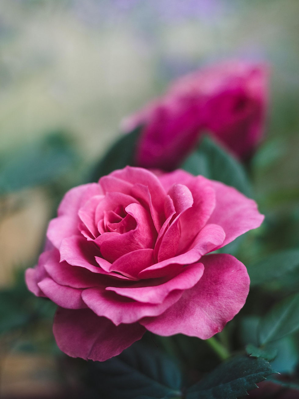 Miniaturbild: Gesichtswaschstück - Rose trifft Orange