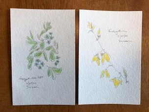 “Garden Notes” (graphite and colored pencil on 3″x5″ postcards)