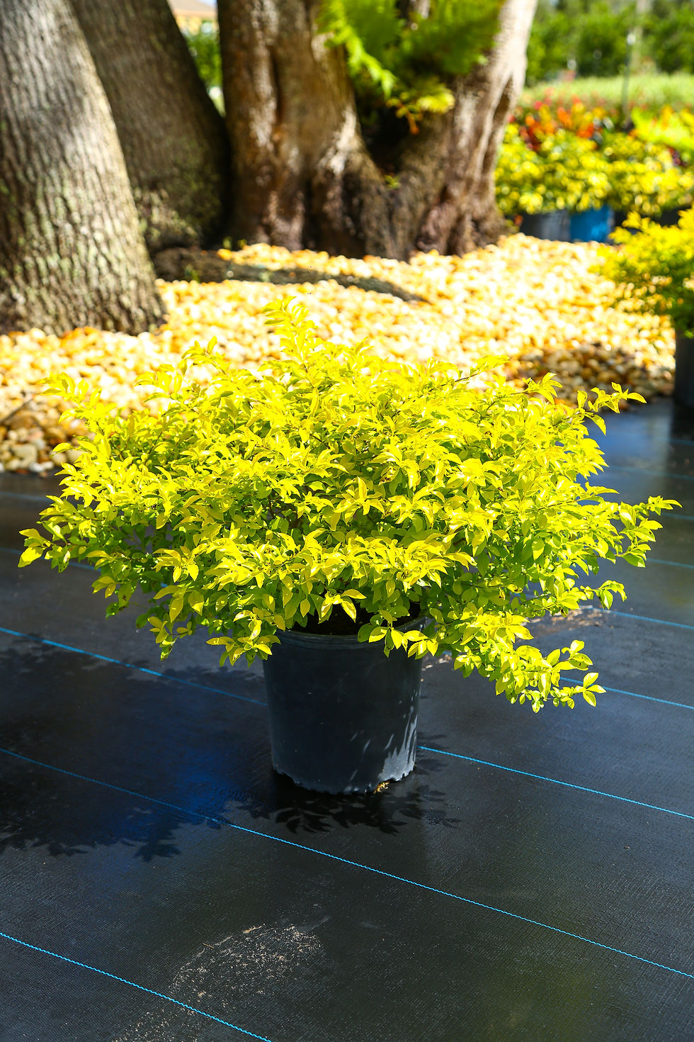 Duranta "Gold Mound"