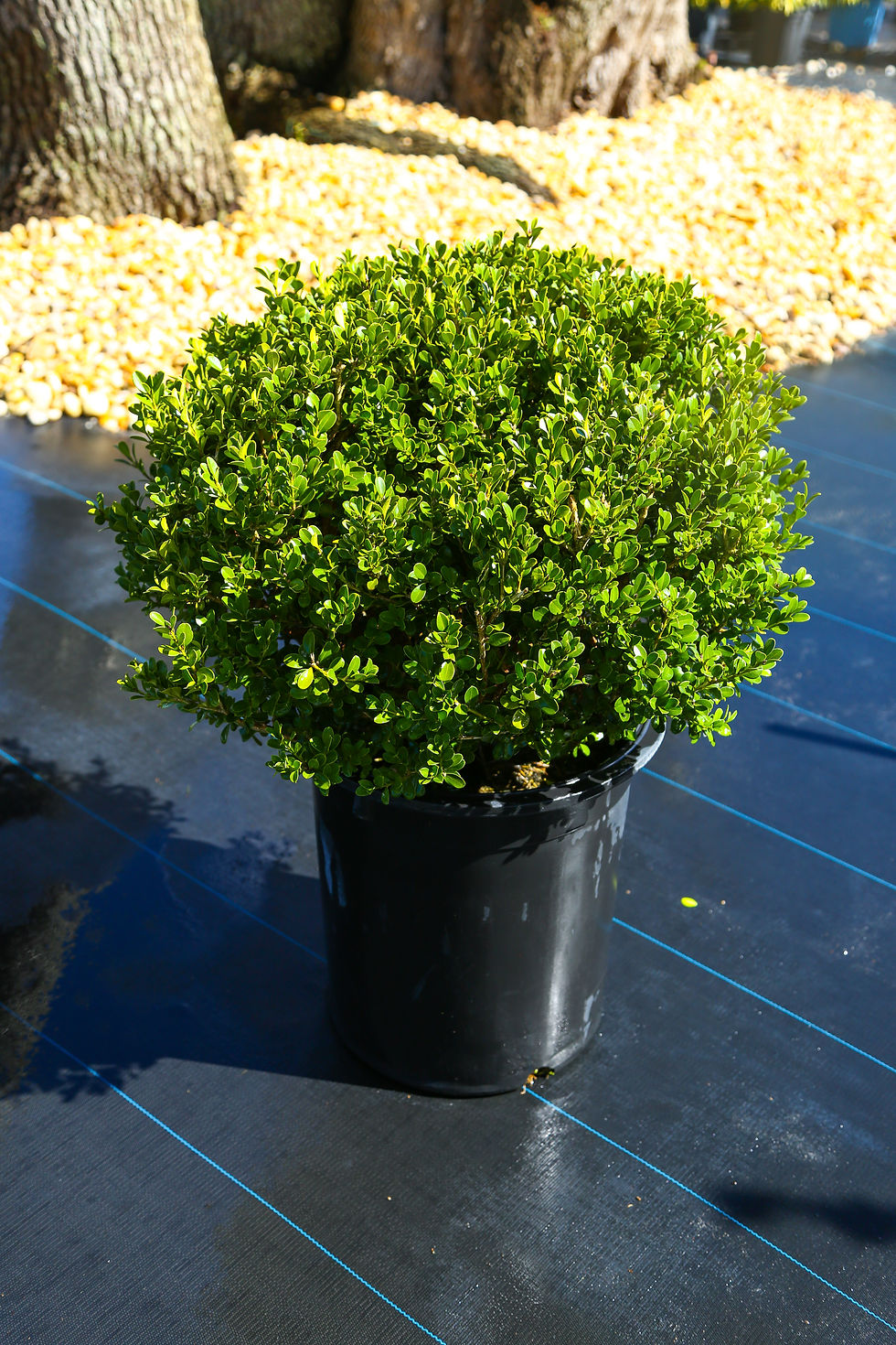 Boxwood