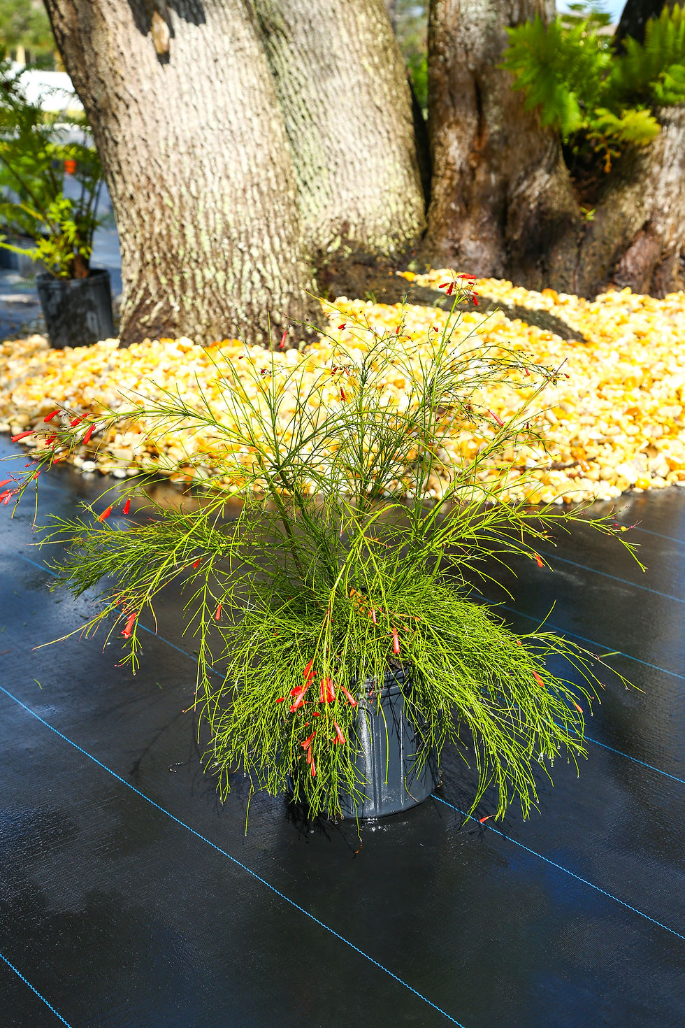 Firecraker Plant