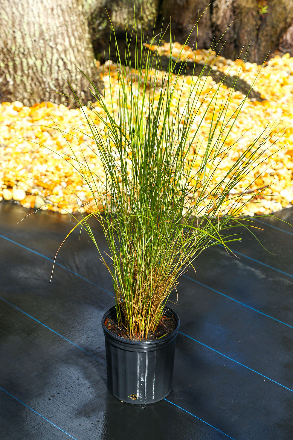 Cord Grass