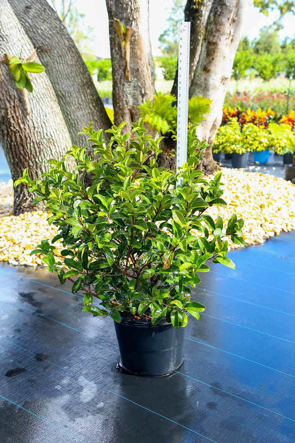 Viburnum "O"