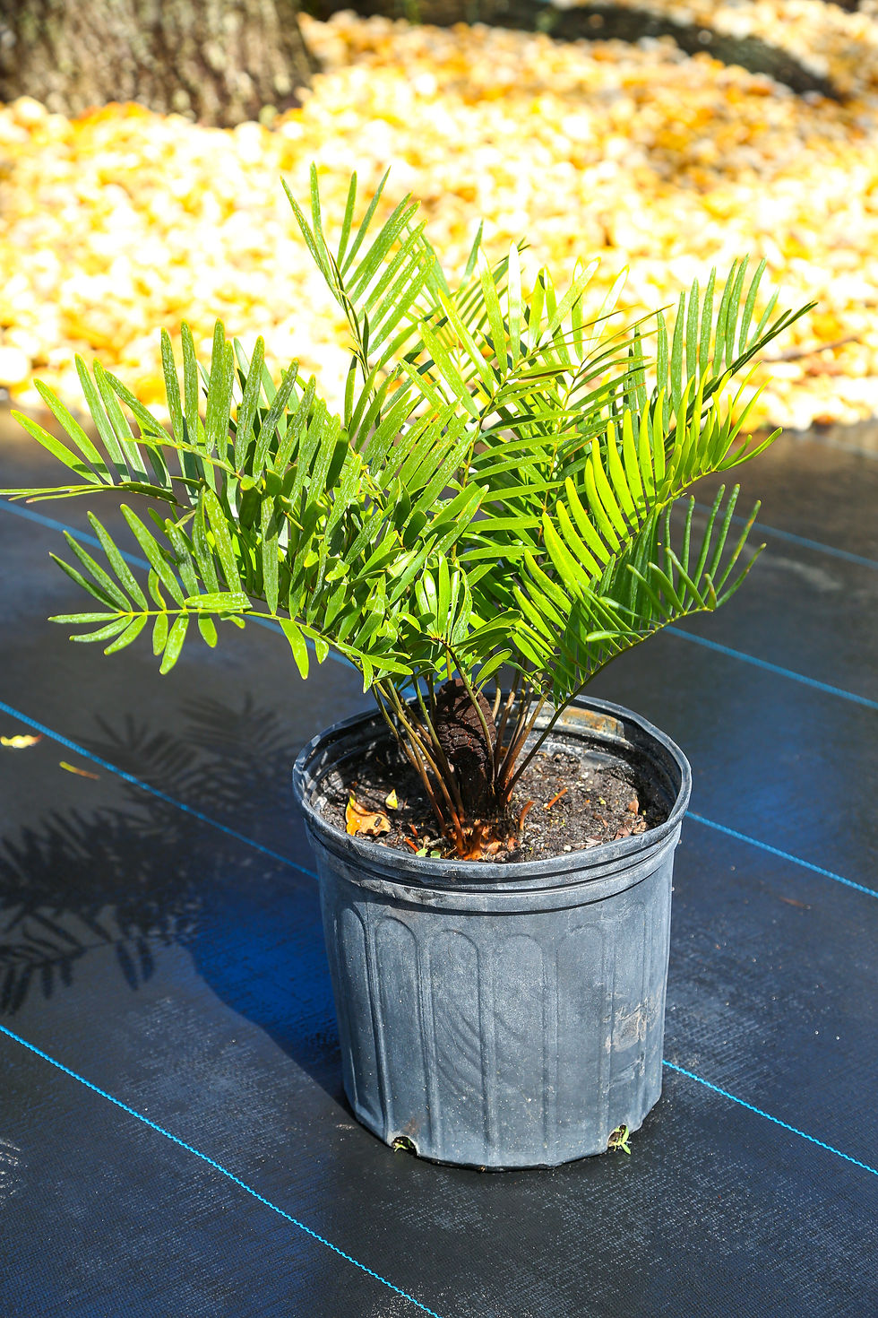 Coontie Palm