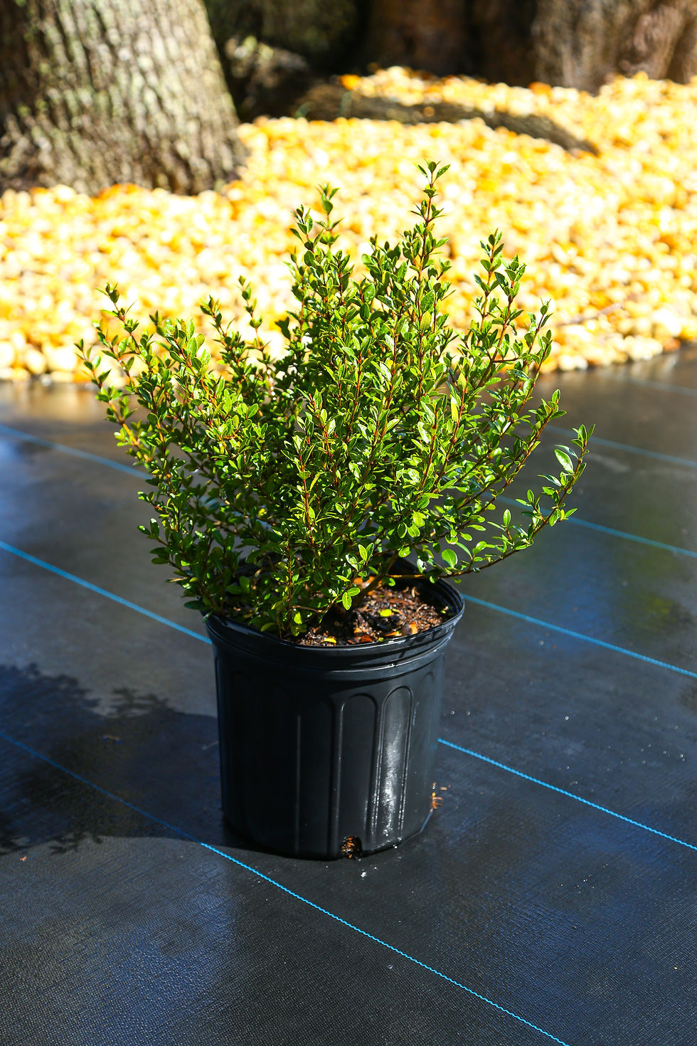 Walters Viburnum