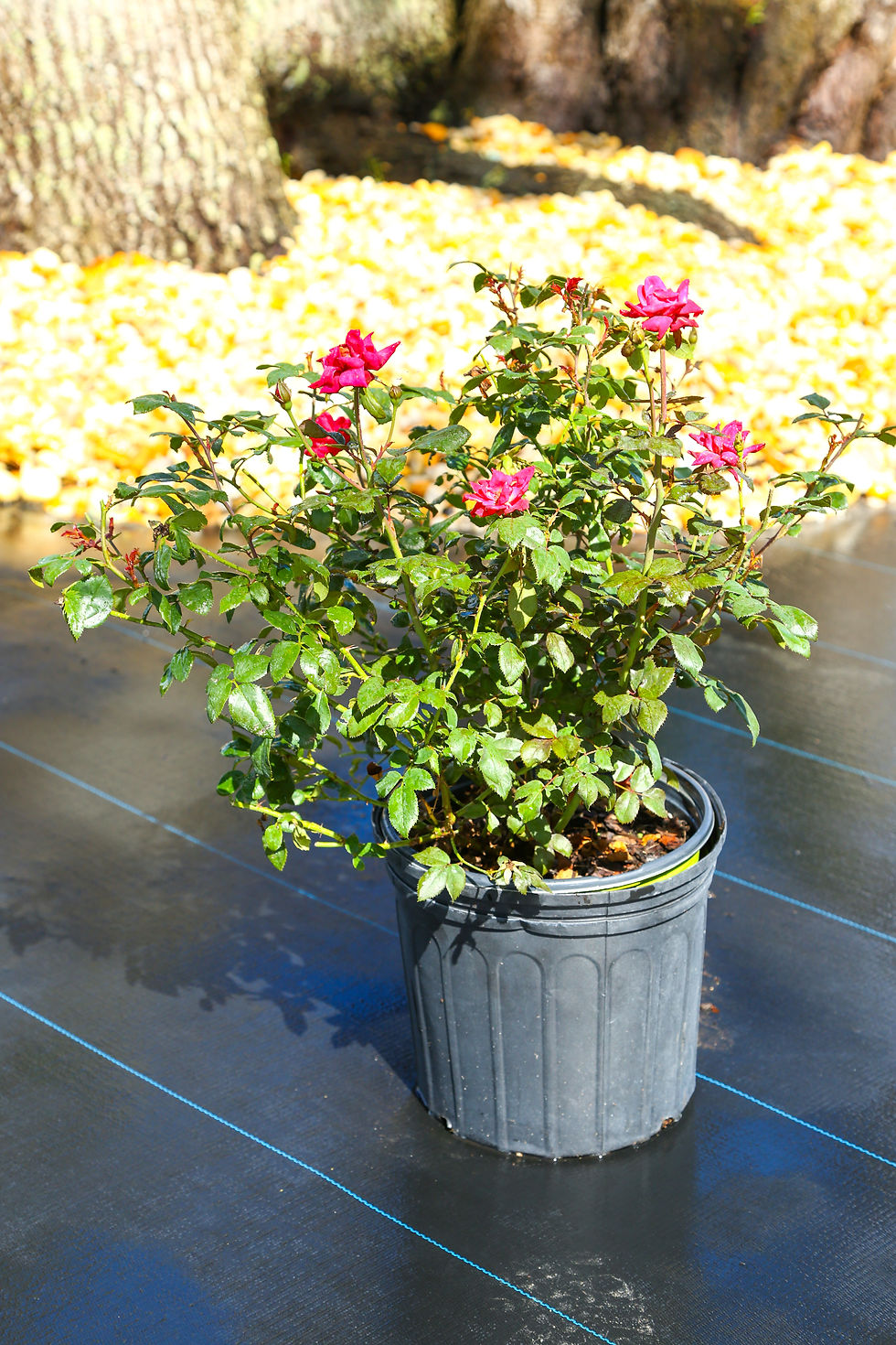 Knockout Roses