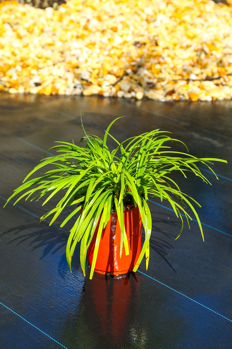 Green Liriope