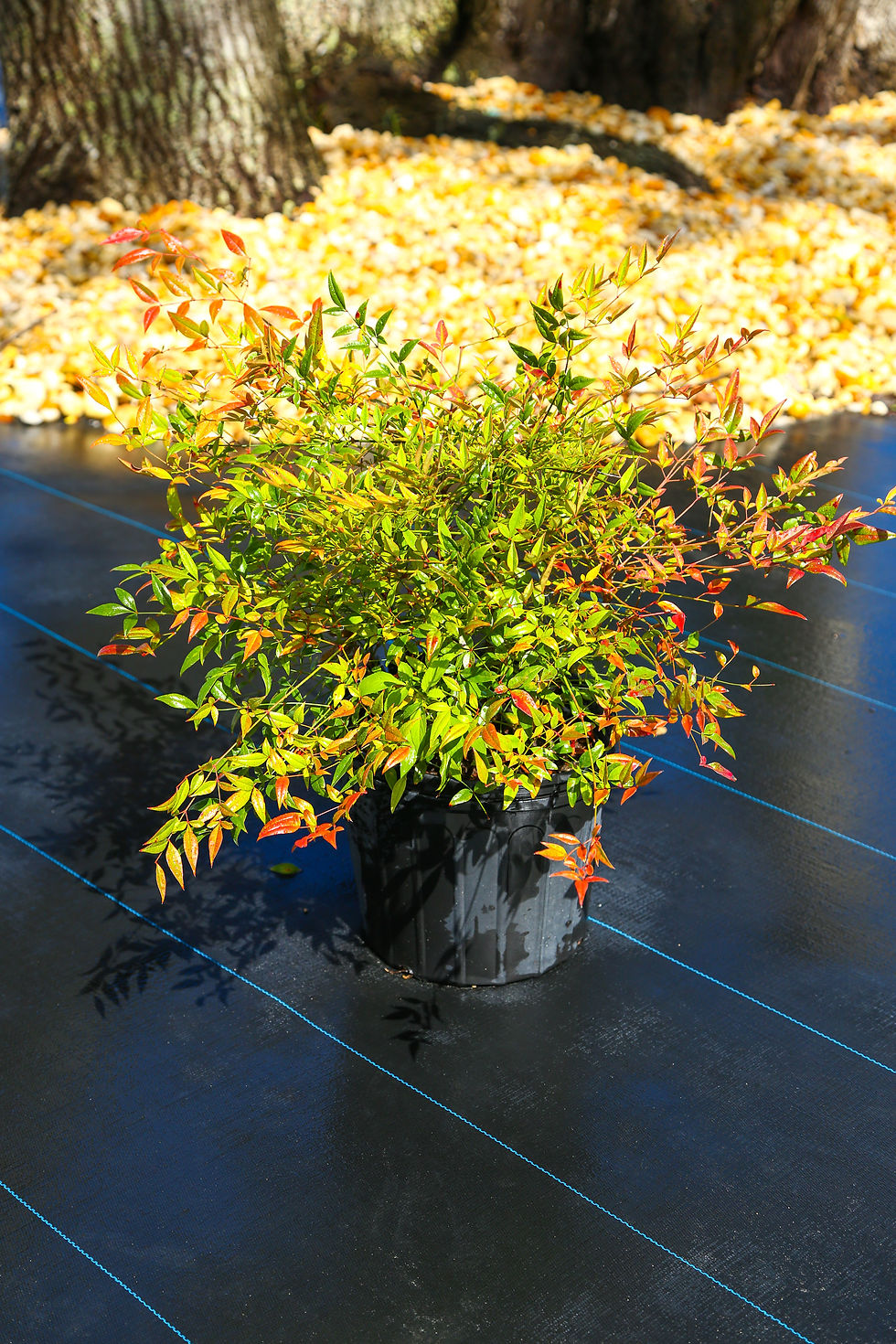 Nandina