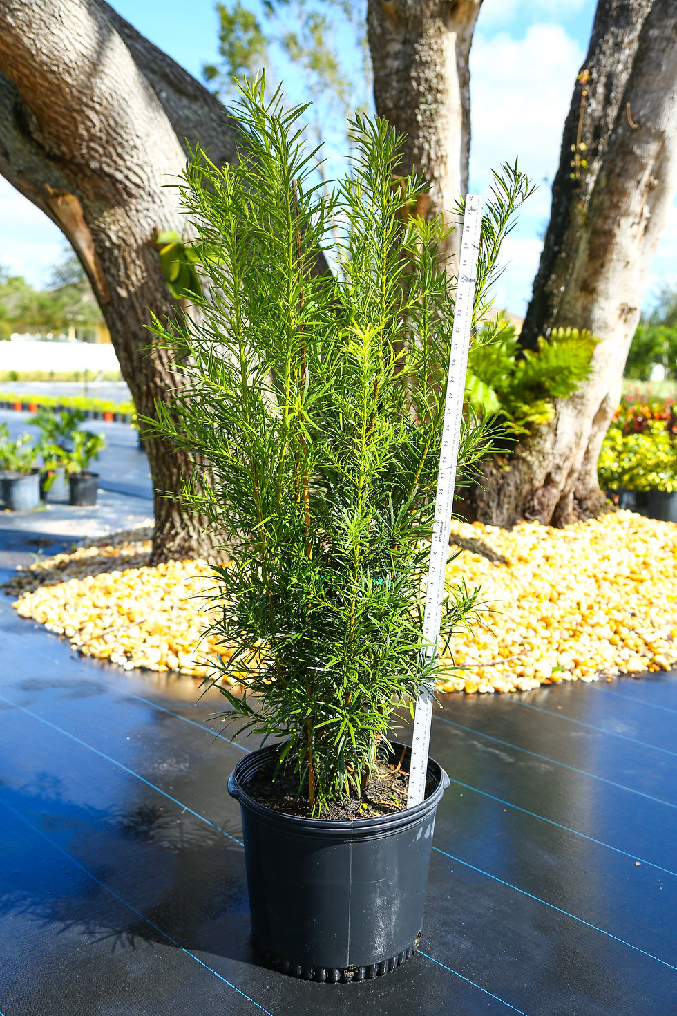 Podocarpus