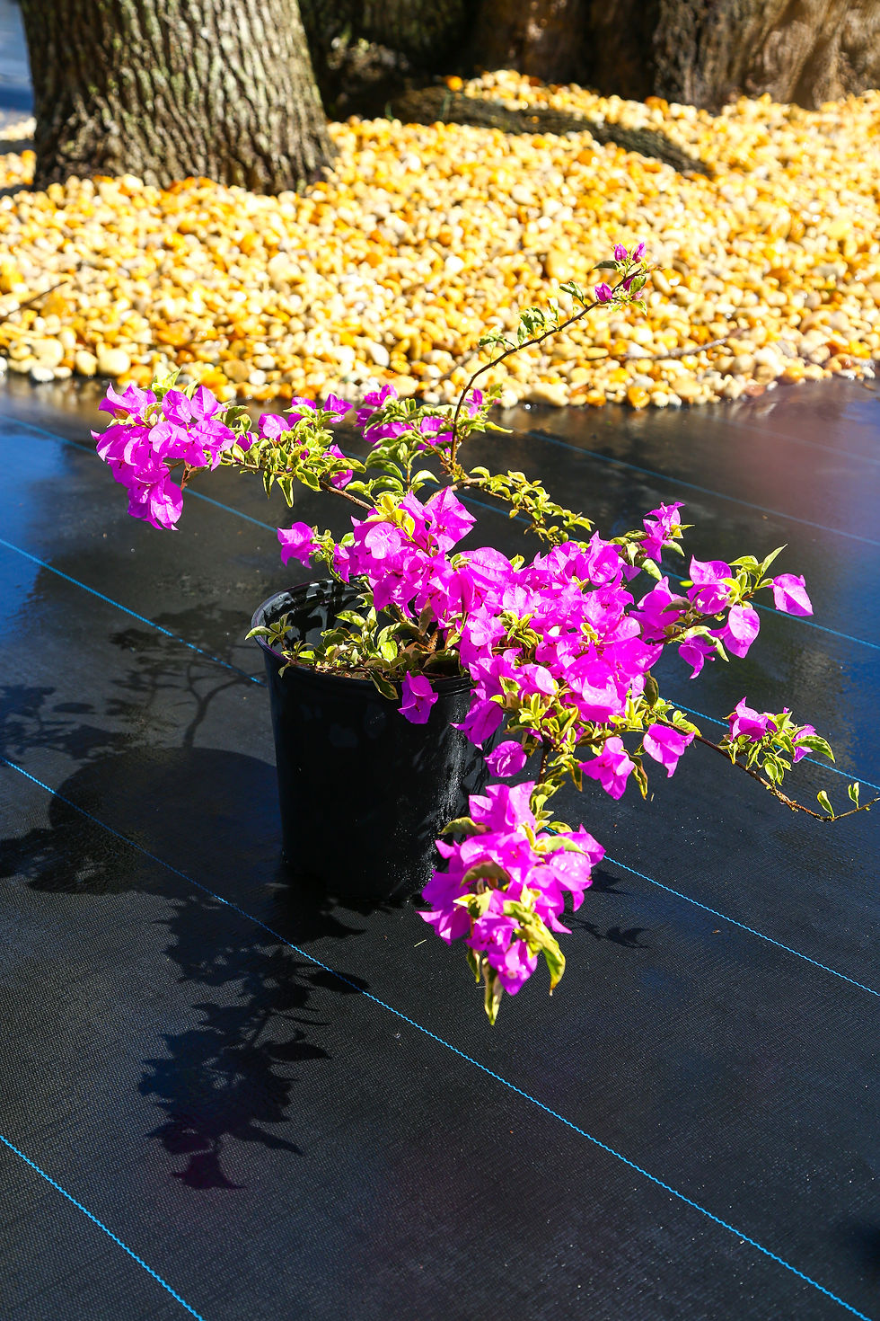 Variegated Bougainvillea