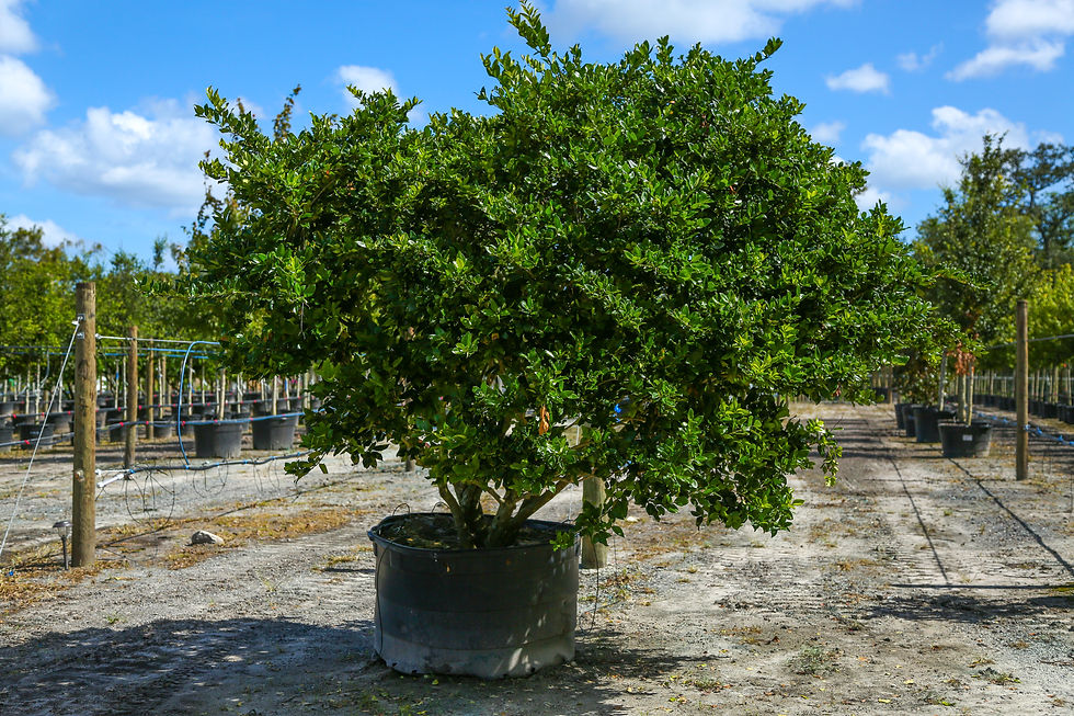Ligustrum