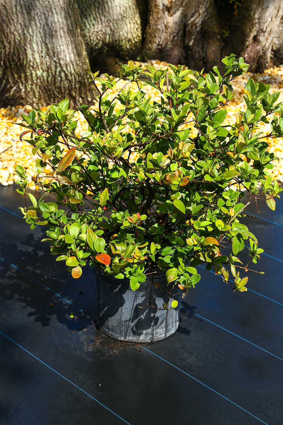Viburnum "S"