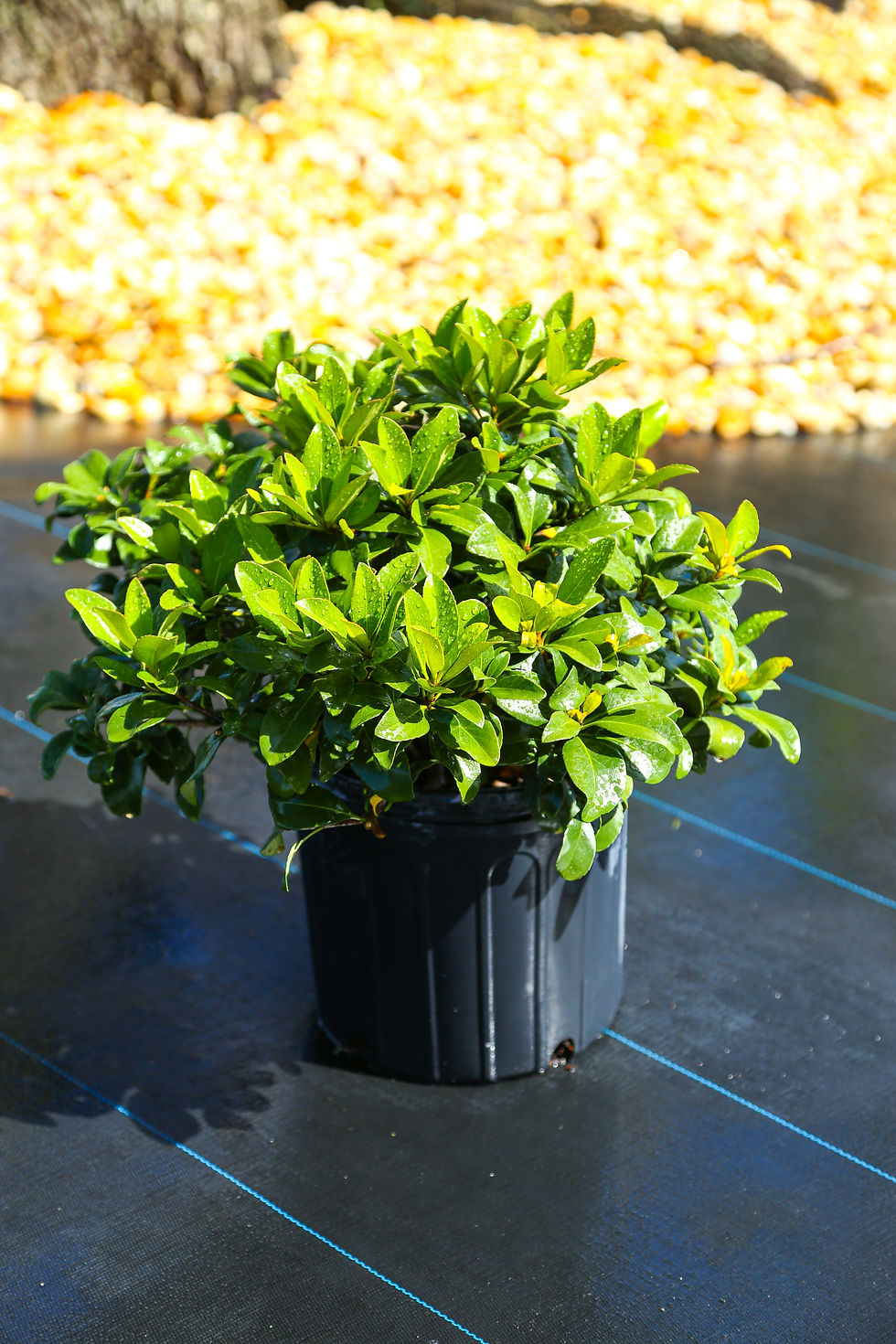 Indian Hawthorn