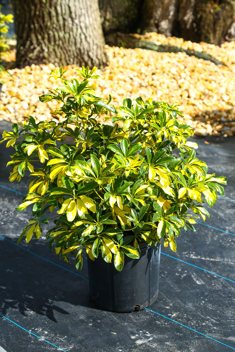 Schefflera "Variegated"