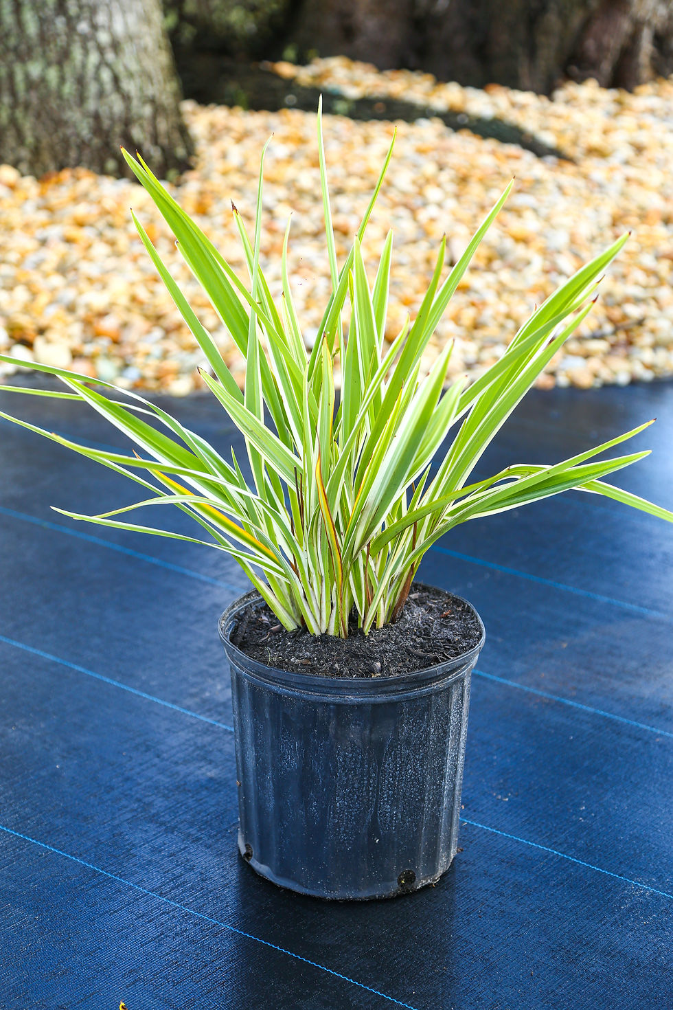 Flax Lily