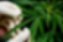 green-leaf-marijuana-hand.jpg