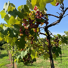 Mars Grapes