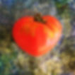Tomate coeur
