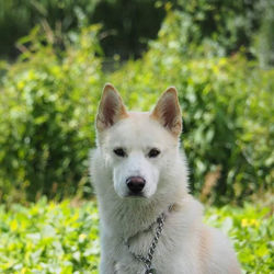 #dog #dogs #doggy #white #whitedog #photo #photos #photographer #photography #wallpaper #animal