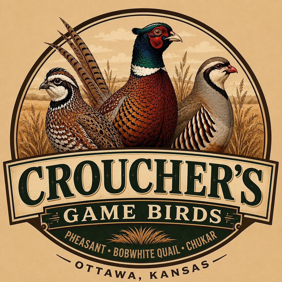logo.png