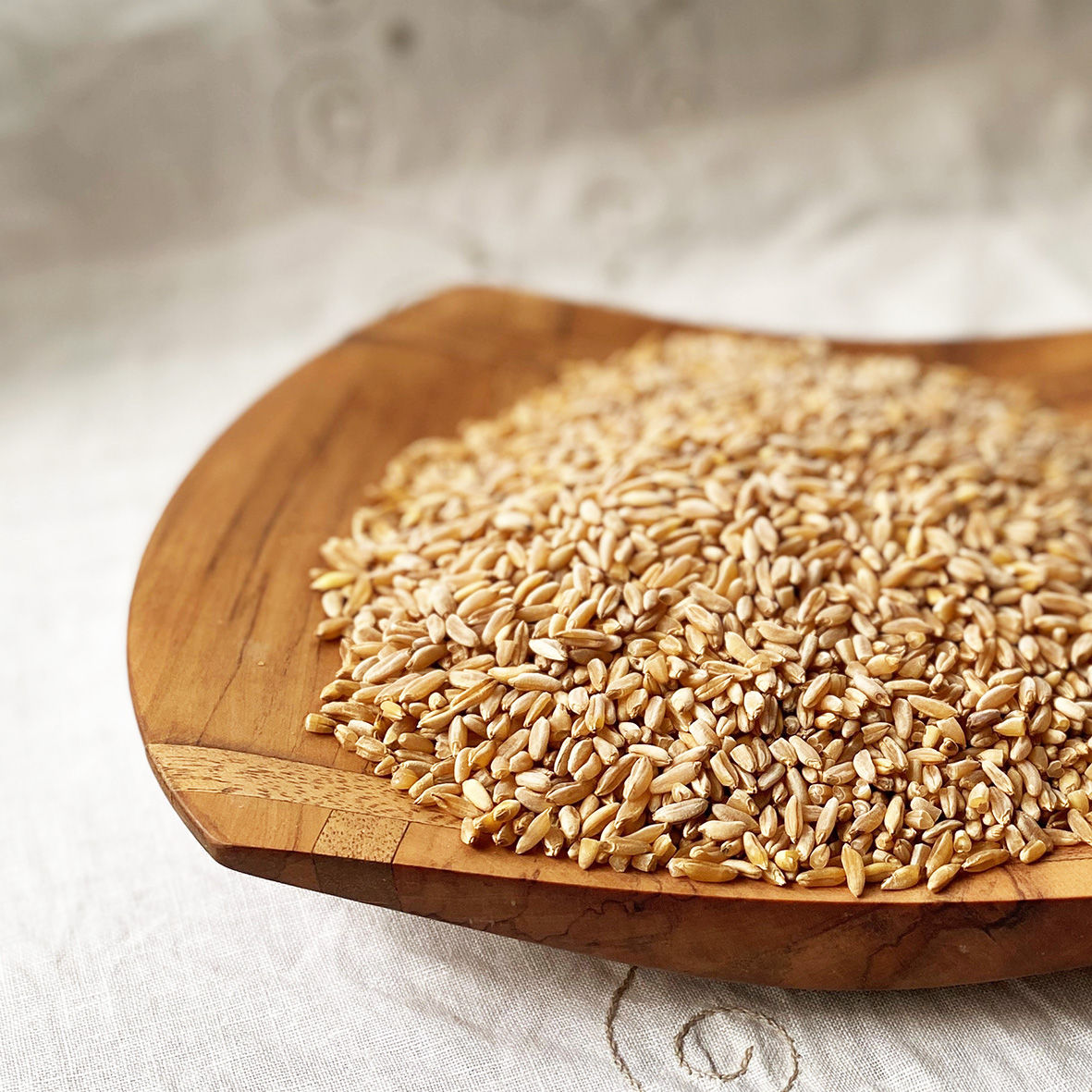 Khorasan Wheat Grain
