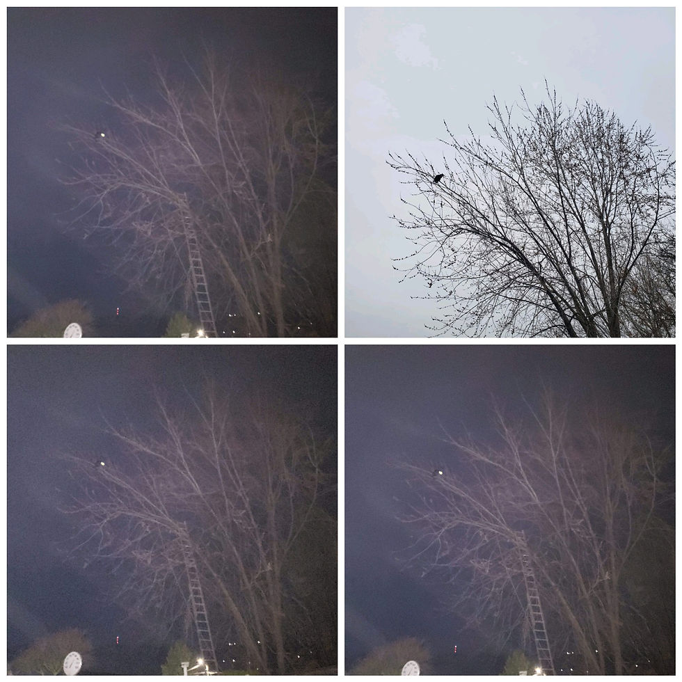 DC9A4766-1CF4-41E3-86D8-299ED2038D02.jpeg