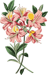 flor4.png