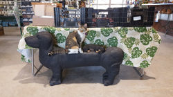 Calla Lily on Daushund