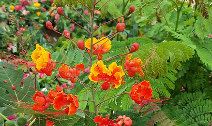 20180619_134017_edited.jpg