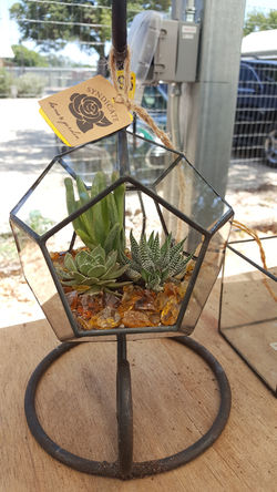 20170817_Terrarium130151