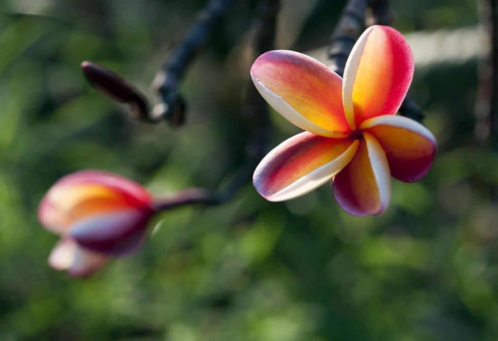 plumeria from church.jpg