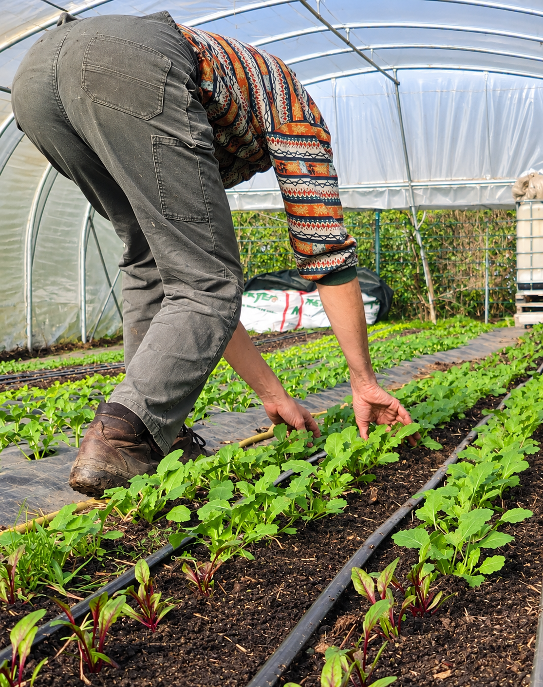 Paniers de légumes bio