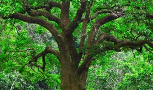 Origine delle diverse denominazioni evangeliche