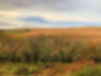 3525911A-3F1D-4E98-909D-E7BE41F1049A_edited.jpg