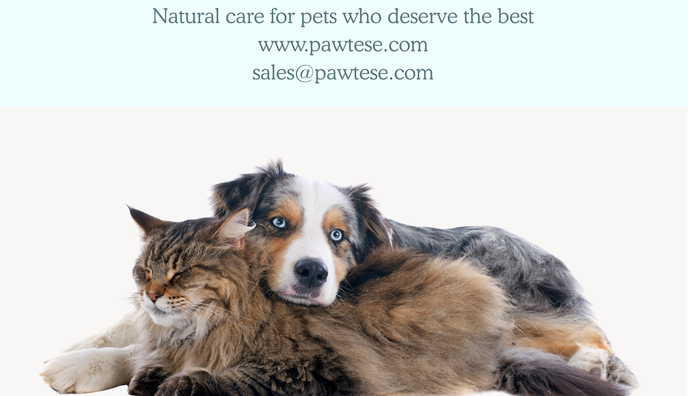 Pawtese Catalogue.png