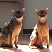 Skagit and Zuni, sunbeam supervisors at Post Modern Sound Vancouver.